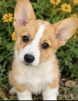 Dolly, a female Pembroke Welsh Corgi for sale in Pink Hill, NC – 6 of 7