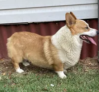 Roscoe, a male Pembroke Welsh Corgi for sale in Pink Hill, NC – 3 of 3