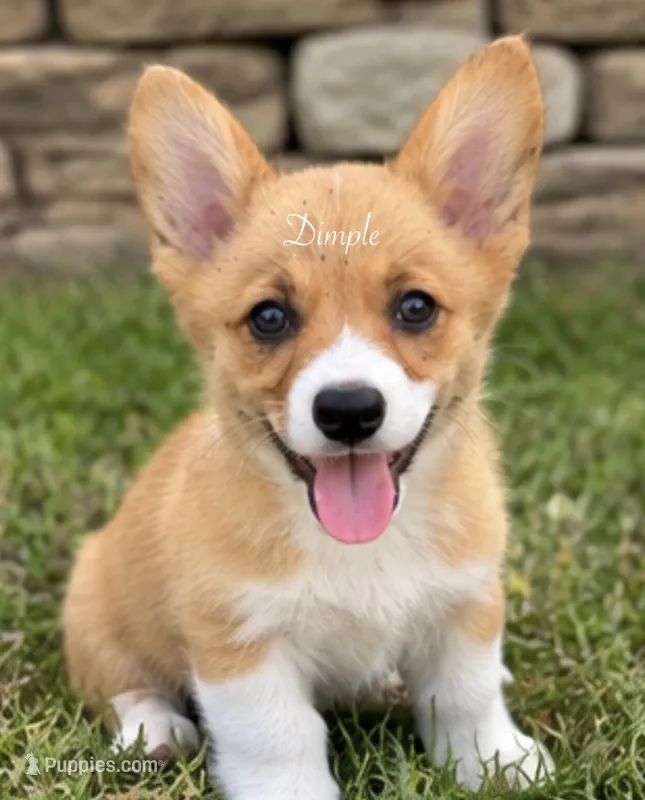 Dimple – Pembroke Welsh Corgi puppy for sale in Pink Hill, NC