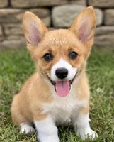 Dimple, a female Pembroke Welsh Corgi for sale in Pink Hill, NC – 1 of 7