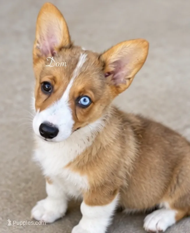 Dom – Pembroke Welsh Corgi puppy for sale in Pink Hill, NC