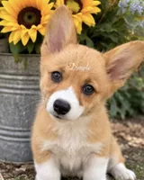 Dimple, a female Pembroke Welsh Corgi for sale in Pink Hill, NC – 5 of 7