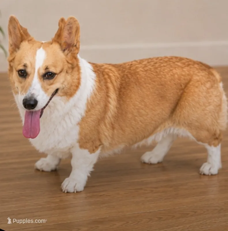 Oakley – Pembroke Welsh Corgi puppy for sale in Pink Hill, NC