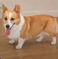 Oakley, a female Pembroke Welsh Corgi for sale in Pink Hill, NC – 1 of 5
