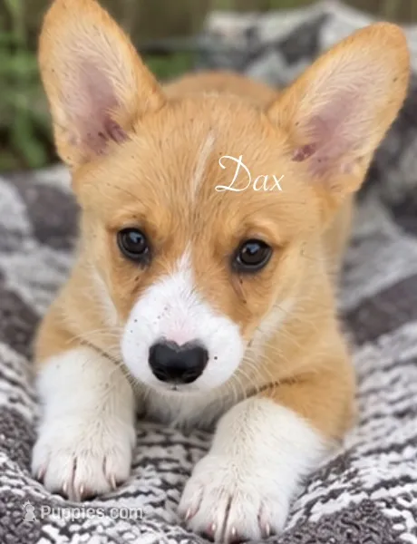 Dax – Pembroke Welsh Corgi puppy for sale in Pink Hill, NC