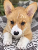 Dax, a male Pembroke Welsh Corgi for sale in Pink Hill, NC – 1 of 6