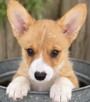 Dax, a male Pembroke Welsh Corgi for sale in Pink Hill, NC – 5 of 6