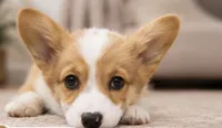 Loki, a female Pembroke Welsh Corgi for sale in Pink Hill, NC – 3 of 5