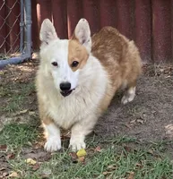 Casper, a male Pembroke Welsh Corgi for sale in Pink Hill, NC – 2 of 5