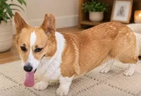 Oakley, a female Pembroke Welsh Corgi for sale in Pink Hill, NC – 2 of 5