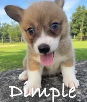 Dimple, a female Pembroke Welsh Corgi for sale in Pink Hill, NC – 4 of 4