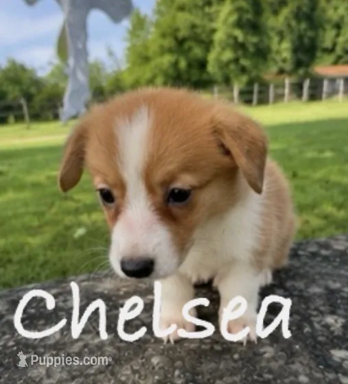 Chelsea – Pembroke Welsh Corgi puppy for sale in Pink Hill, NC