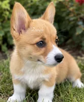 Dimple, a female Pembroke Welsh Corgi for sale in Pink Hill, NC – 6 of 7