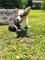 Athena , a female Cardigan Welsh Corgi for sale in Pink Hill, NC – 5 of 5