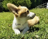 Loki, a female Cardigan Welsh Corgi for sale in Pink Hill, NC – 4 of 6