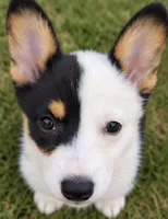 Evie, a female Pembroke Welsh Corgi for sale in Pink Hill, NC – 3 of 6