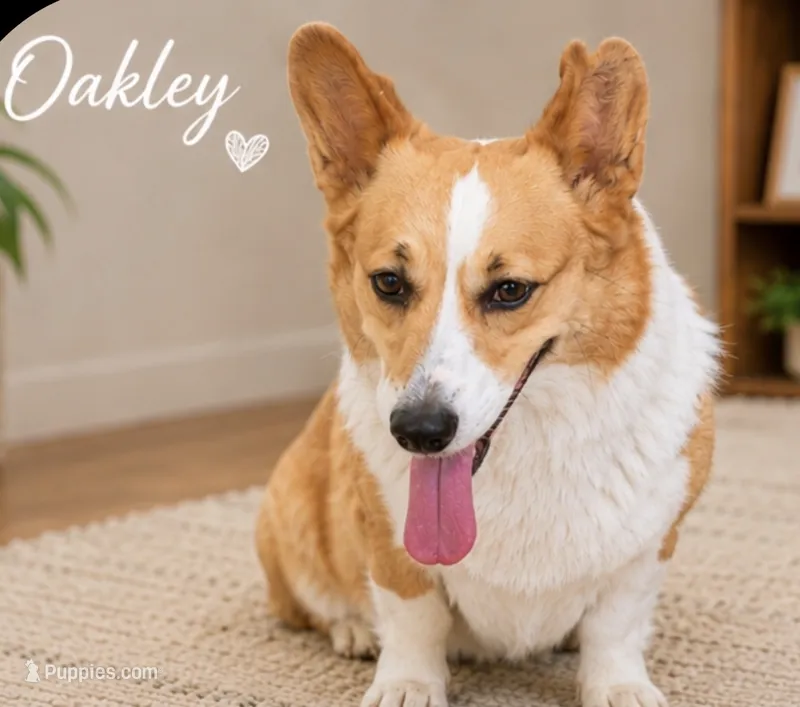 Oakley – Pembroke Welsh Corgi puppy for sale in Pink Hill, NC