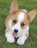 Elise, a female Pembroke Welsh Corgi for sale in Pink Hill, NC – 2 of 6