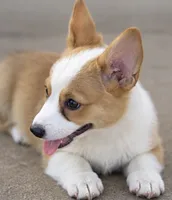 Elise, a female Pembroke Welsh Corgi for sale in Pink Hill, NC – 5 of 6
