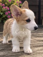 Carley, a female Pembroke Welsh Corgi for sale in Pink Hill, NC – 3 of 7