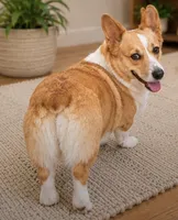 Oakley, a female Pembroke Welsh Corgi for sale in Pink Hill, NC – 4 of 5