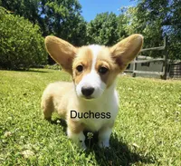 Duchess, a female Cardigan Welsh Corgi for sale in Pink Hill, NC – 2 of 5