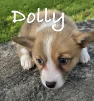Dolly, a female Pembroke Welsh Corgi for sale in Pink Hill, NC – 4 of 4