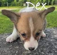 Dex, a male Pembroke Welsh Corgi for sale in Pink Hill, NC – 2 of 4