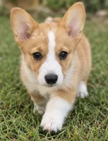 Dolly, a female Pembroke Welsh Corgi for sale in Pink Hill, NC – 2 of 7