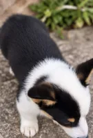 Evie, a female Pembroke Welsh Corgi for sale in Pink Hill, NC – 2 of 6