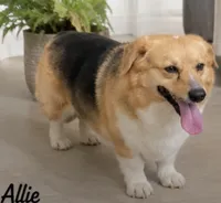 Allie, a female Pembroke Welsh Corgi for sale in Pink Hill, NC – 6 of 6