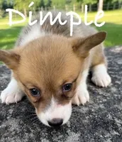 Dimple, a female Pembroke Welsh Corgi for sale in Pink Hill, NC – 3 of 4