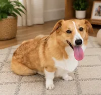 Henry, a male Pembroke Welsh Corgi for sale in Pink Hill, NC – 4 of 7