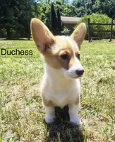 Duchess, a female Cardigan Welsh Corgi for sale in Pink Hill, NC – 3 of 5