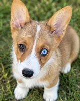 Dom, a male Pembroke Welsh Corgi for sale in Pink Hill, NC – 5 of 8