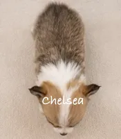Chelsea, a female Pembroke Welsh Corgi for sale in Pink Hill, NC – 6 of 6