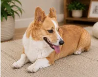 Oakley, a female Pembroke Welsh Corgi for sale in Pink Hill, NC – 5 of 5