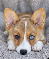 Dom, a male Pembroke Welsh Corgi for sale in Pink Hill, NC – 6 of 8
