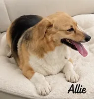 Allie, a female Pembroke Welsh Corgi for sale in Pink Hill, NC – 5 of 6