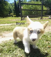 Brynn, a female Cardigan Welsh Corgi for sale in Pink Hill, NC – 5 of 6