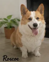 Roscoe, a male Pembroke Welsh Corgi for sale in Pink Hill, NC – 6 of 6