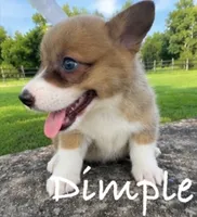 Dimple, a female Pembroke Welsh Corgi for sale in Pink Hill, NC – 2 of 4