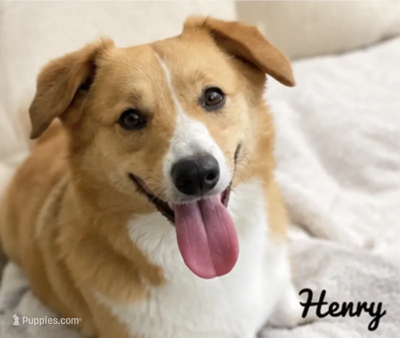 Henry – Pembroke Welsh Corgi puppy for sale in Pink Hill, NC