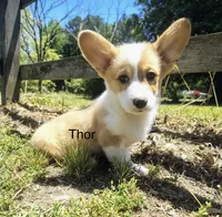 Thor , a female Cardigan Welsh Corgi for sale in Pink Hill, NC – 2 of 4