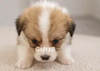 Cierra, a female Pembroke Welsh Corgi for sale in Pink Hill, NC – 5 of 5