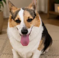 Cocoa, a female Pembroke Welsh Corgi for sale in Pink Hill, NC – 7 of 10