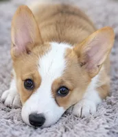 Elise, a female Pembroke Welsh Corgi for sale in Pink Hill, NC – 4 of 6