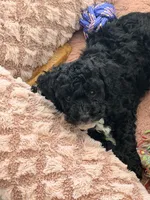 Black Female, a female Poodle - Miniature  for sale in Orlando, FL – 5 of 5