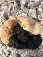 Black Female, a female Poodle - Miniature  for sale in Orlando, FL – 2 of 5