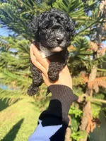 Black Female, a female Poodle - Miniature  for sale in Orlando, FL – 4 of 5